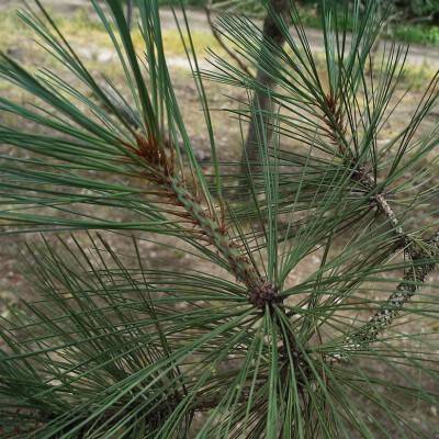 Pinus jeffreyi (1)